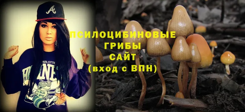 Галлюциногенные грибы Psilocybe  закладки  Тосно 