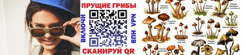 kraken как войти  Тосно  Галлюциногенные грибы ЛСД 